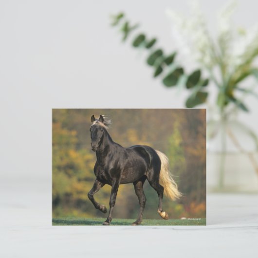 Bob Langrish | Rocky Mountain Pferde Herbst Postkarte (Stehend Vorderseite)