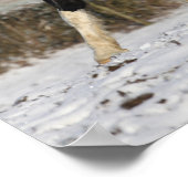 Bob Langrish Schwarz und Weiß Walisische Cob im Sc Poster (Ecke)