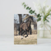 Bob Langrish | Schwarzandalusisches Pferderennen Postkarte (Stehend Vorderseite)
