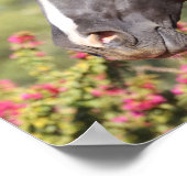 Bob Langrish | Schwarzer andalusischer Hengst Poster (Ecke)