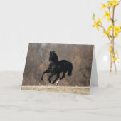 Bob Langrish | Schwarzer andalusischer Stallion Ru Karte (Gelbe Blume)