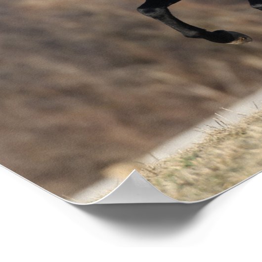 Bob Langrish | Schwarzer andalusischer Stallion Ru Poster (Ecke)