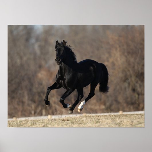 Bob Langrish | Schwarzer andalusischer Stallion Ru Poster (Vorne)
