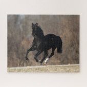 Bob Langrish | Schwarzer andalusischer Stallion Ru Puzzle (Horizontal)