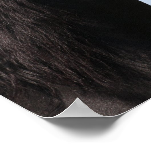 Bob Langrish | Schwarzer Arabischer Stallion-Heads Poster (Ecke)