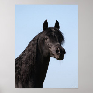 Bob Langrish   Schwarzer Arabischer Stallion-Heads Poster