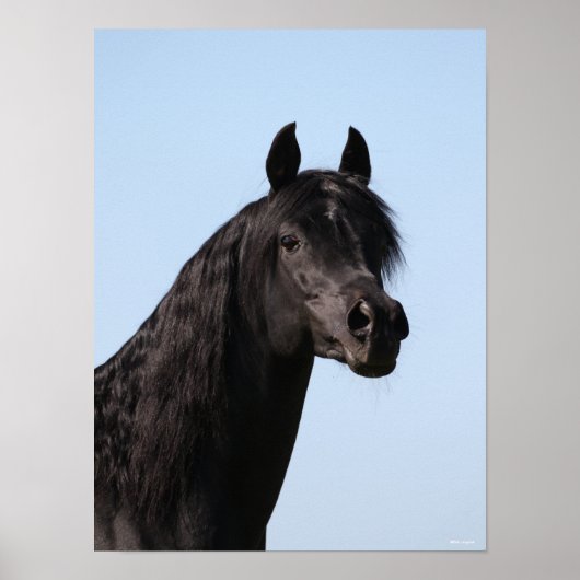 Bob Langrish | Schwarzer Arabischer Stallion-Heads Poster (Vorne)