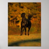 Bob Langrish | Schwarzer Friesier im Herbst Poster (Vorne)