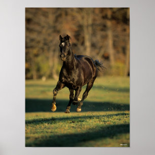 Bob Langrish Schwarzer Vollblutlauf Poster