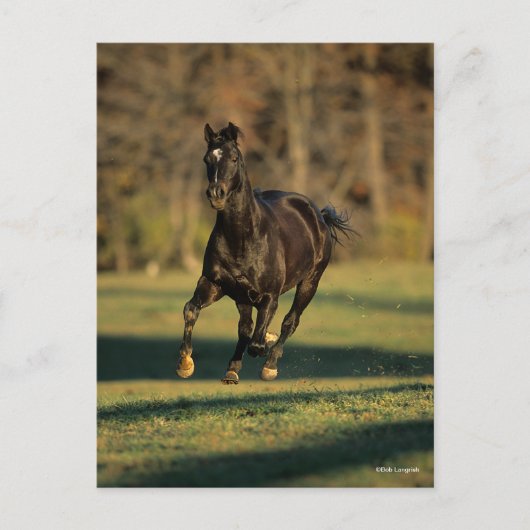 Bob Langrish | Schwarzer Vollblutlauf Postkarte (Vorderseite)