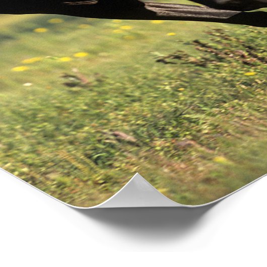 Bob Langrish | Schwarzer Warmblut-Hengst Poster (Ecke)