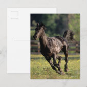 Bob Langrish | Schwarzer Warmblut-Hengst Postkarte (Vorne/Hinten)