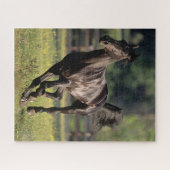 Bob Langrish | Schwarzer Warmblut-Hengst Puzzle (Horizontal)