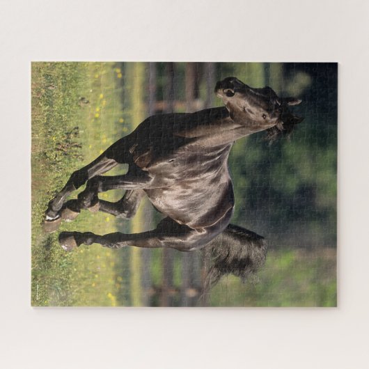 Bob Langrish | Schwarzer Warmblut-Hengst Puzzle (Horizontal)