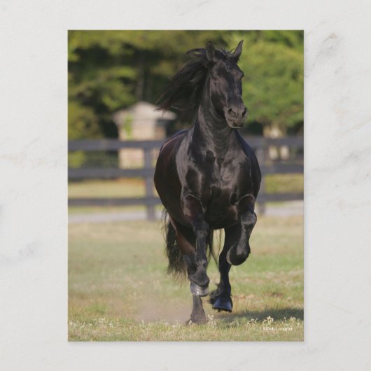 Bob Langrish | Schwarzfriespferd Postkarte (Vorderseite)