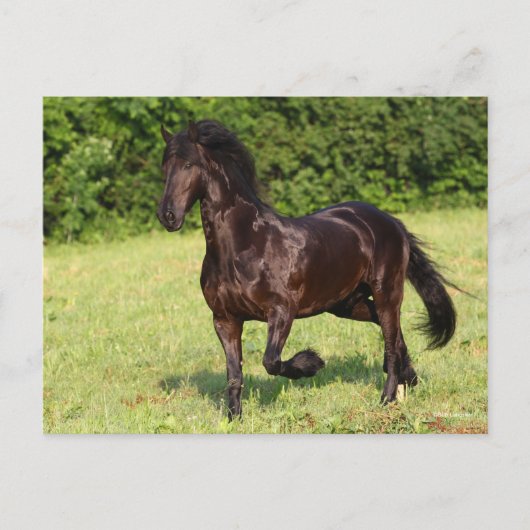 Bob Langrish | Schwarzfriespferd Postkarte (Vorderseite)