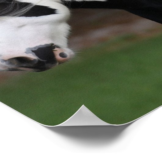 Bob Langrish Schwarzweiß-Weiß-Sinti und Roma-Vanne Poster (Ecke)