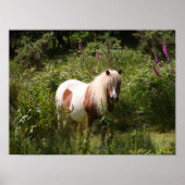 Bob Langrish | Shetland Pony Stehend in Blume Poster (Vorne)