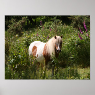 Bob Langrish   Shetland Pony Stehend in Blume Poster