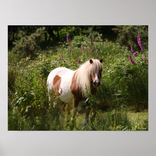 Bob Langrish | Shetland Pony Stehend in Blume Poster (Vorne)