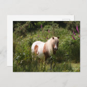 Bob Langrish | Shetland Pony Stehend in Blume Postkarte (Vorne/Hinten)