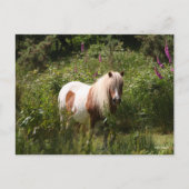 Bob Langrish | Shetland Pony Stehend in Blume Postkarte (Vorderseite)