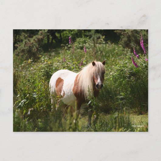 Bob Langrish | Shetland Pony Stehend in Blume Postkarte (Vorderseite)