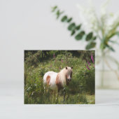 Bob Langrish | Shetland Pony Stehend in Blume Postkarte (Stehend Vorderseite)