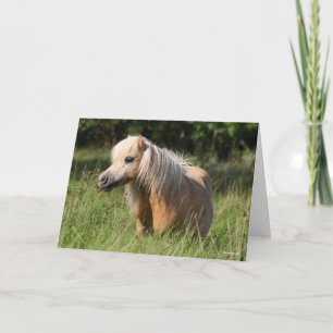 Bob Langrish Shetland Pony Stehend in Long Grass Karte