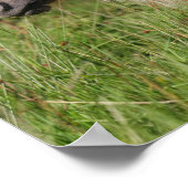 Bob Langrish Shetland Pony Stehend in Long Grass Poster (Ecke)