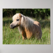 Bob Langrish Shetland Pony Stehend in Long Grass Poster (Vorne)