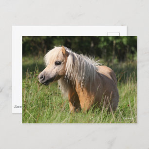 Bob Langrish Shetland Pony Stehend in Long Grass Postkarte