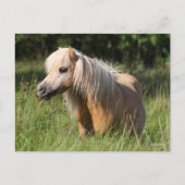 Bob Langrish Shetland Pony Stehend in Long Grass Postkarte (Vorderseite)