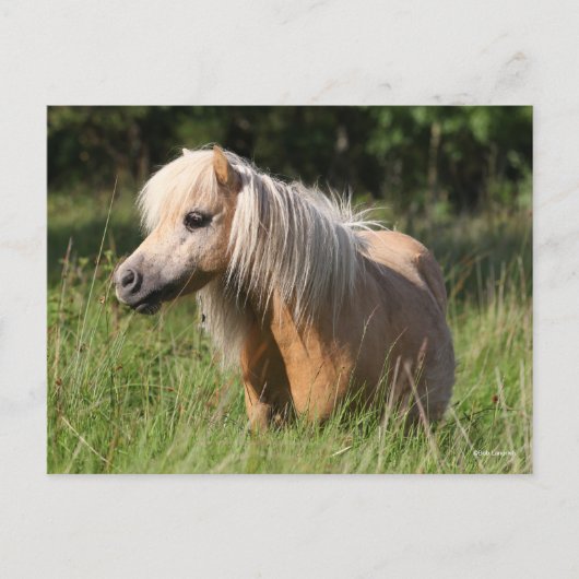 Bob Langrish Shetland Pony Stehend in Long Grass Postkarte (Vorderseite)
