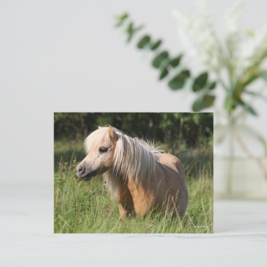 Bob Langrish Shetland Pony Stehend in Long Grass Postkarte (Stehend Vorderseite)