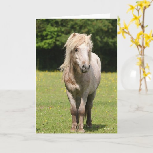 Bob Langrish | Shetland Pony Stehend Karte (Gelbe Blume)