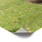 Bob Langrish | Shetland Pony Stehend Poster (Ecke)