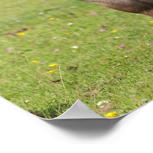 Bob Langrish | Shetland Pony Stehend Poster (Ecke)