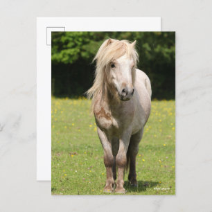 Bob Langrish   Shetland Pony Stehend Postkarte