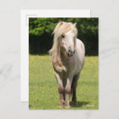 Bob Langrish | Shetland Pony Stehend Postkarte (Vorne/Hinten)