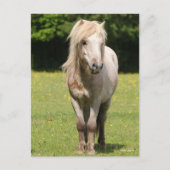 Bob Langrish | Shetland Pony Stehend Postkarte (Vorderseite)