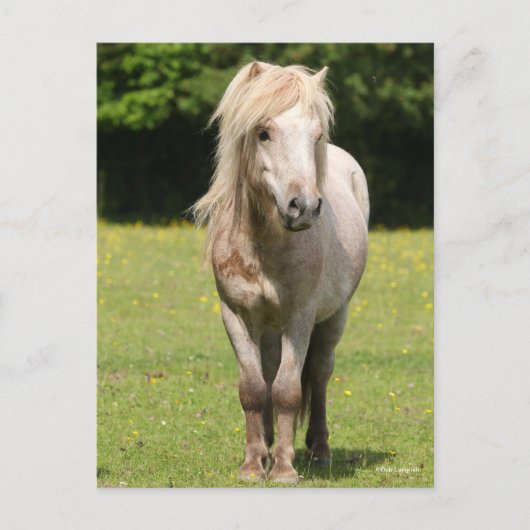 Bob Langrish | Shetland Pony Stehend Postkarte (Vorderseite)