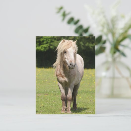 Bob Langrish | Shetland Pony Stehend Postkarte (Stehend Vorderseite)
