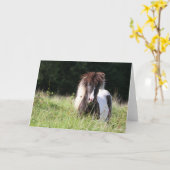 Bob Langrish | Shetland Stallion Standing In Grass Karte (Gelbe Blume)