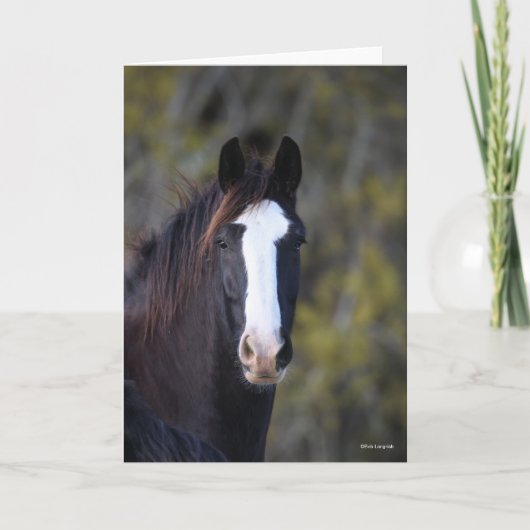 Bob Langrish | Shire Horse Headshot Karte (Vorderseite)