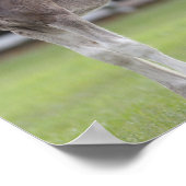 Bob Langrish | Shire Horse Mare and Foal Stehend Poster (Ecke)