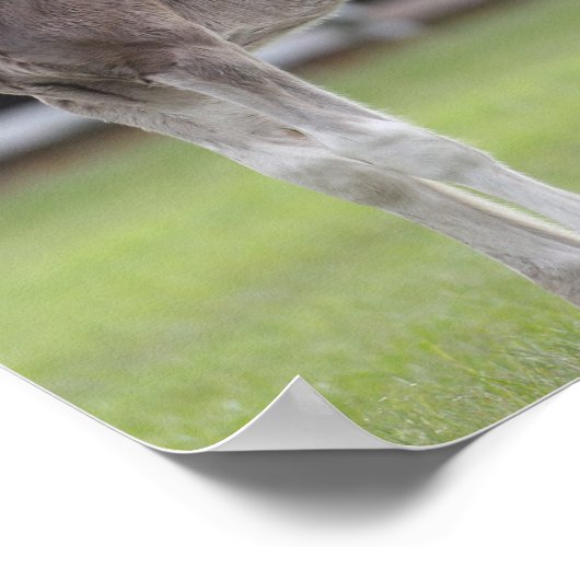 Bob Langrish | Shire Horse Mare and Foal Stehend Poster (Ecke)