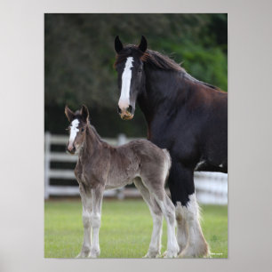 Bob Langrish   Shire Horse Mare and Foal Stehend Poster