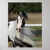 Bob Langrish | Sinti und Roma Vanner Headshot Mane Poster (Vorne)