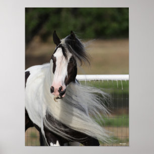 Bob Langrish   Sinti und Roma Vanner Headshot Mane Poster